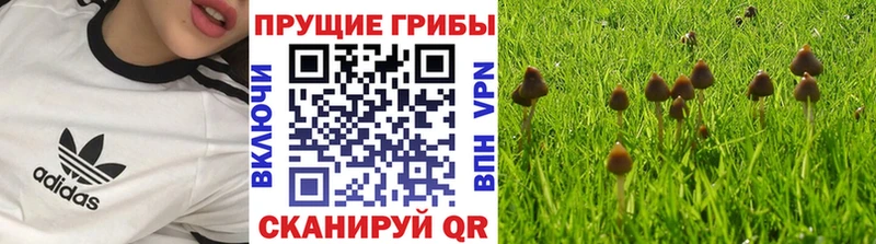 наркота  Мамадыш  Псилоцибиновые грибы ЛСД 